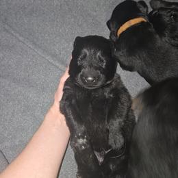 German Shepherd Puppies from Hughes shepherds