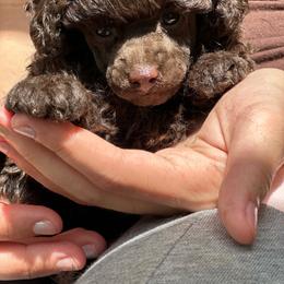 Black Gold .... - Brown male Poodle puppy in Leesville, Louisiana from BlackGoldToyPoodles