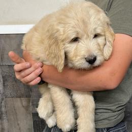Floyd - Cream male Pyredoodle puppy in Prescott, Washington from Washington Pyredoodles