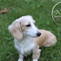 Tucker - Dachshund