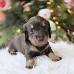 NIKKI ready 12.24 - Chocolate and tan female Dachshund puppy in Richmond, Virginia from Irresistible Dachshunds & Cavaliers