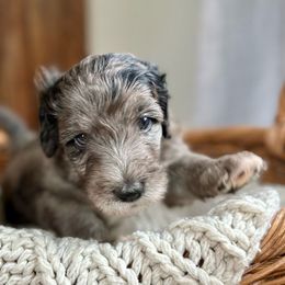 Crush - Sheepadoodle puppy from Urban Farmhouse Sheepadoodles