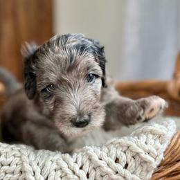 Crush - Sheepadoodle puppy from Urban Farmhouse Sheepadoodles