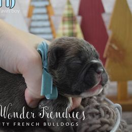 Aragorn - Blue fawn male French Bulldog puppy in Loxahatchee, Florida from Blue Wonder Frenchies