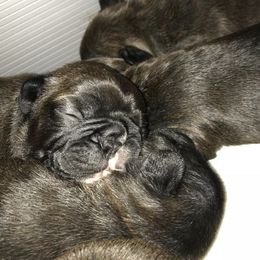 French Bulldog Puppies from Smalltown Frenchies