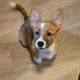 Pembroke Welsh Corgi Puppies from Gingersnap Pembroke Welsh Corgis