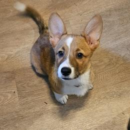 Pembroke Welsh Corgi Puppies from Gingersnap Pembroke Welsh Corgis