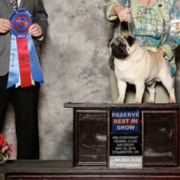 French Bulldogs and Pugs from Timeliss Dogs