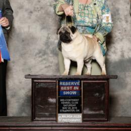French Bulldogs and Pugs from Timeliss Dogs