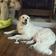 Dolly