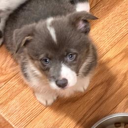 Cody - Gray and white male American Corgi puppy in Hico, Texas from Chisholm Trail Kennels
