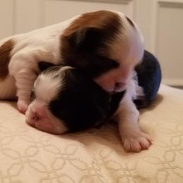 Shih Tzu Puppies from Juniverse Farm