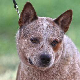 Tiger - Australian Cattle Dog