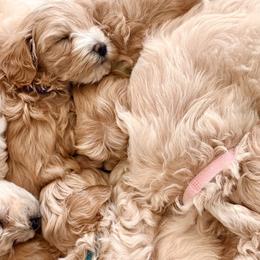 Maltipoos from Amanda Tsoi - Golden Maltipoo Pups
