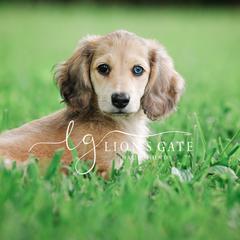 Dachshund Puppies from Lion's Gate Dachshunds