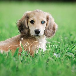 Dachshund Puppies from Lion's Gate Dachshunds