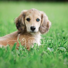 Dachshund Puppies from Lion's Gate Dachshunds