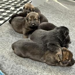 Boy 1 - Sable male German Shepherd puppy in Newburyport, Massachusetts from Runchkin Hill K9
