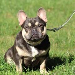 French Bulldogs and German Shepherds from Windy Hill