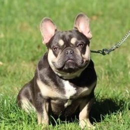 French Bulldogs and German Shepherds from Windy Hill