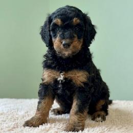 Cookie - AKC - Phantom female Poodle puppy in Haines City, Florida from Noelle Poodles