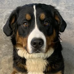 Bernedoodles and Pyredoodles from Washington Bernedoodles & Pyredoodles