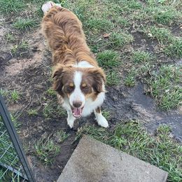 Ellie - Miniature Australian Shepherd