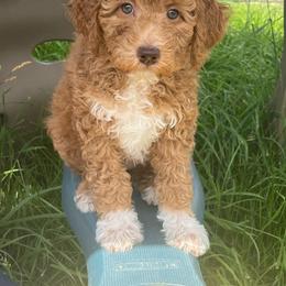 Elizabeth - Red  female Poodle puppy in Caldwell, Idaho from Treasure Valley Poodles
