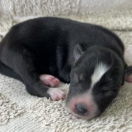 Sky - Black and white male Siberian Husky puppy in Union Grove, Alabama from Southern Siberian Life