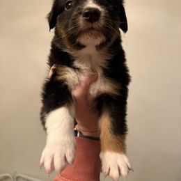Tri color - Black tri-color male Australian Shepherd puppy in Oneida, Tennessee from Miller's Legacy Natural Australian Shepherds - Full Tails & Dewclaws!