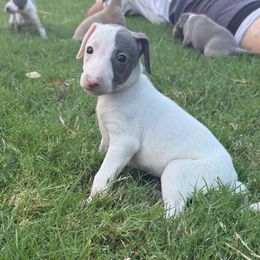 Miss. Sydney - White and blue female Italian Greyhound puppy in Texas from Italian Greyhounds of Frisco