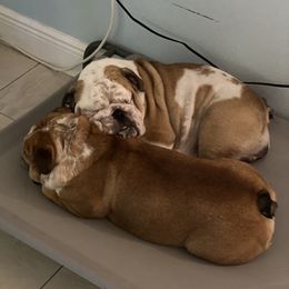 Gigi - Bulldog