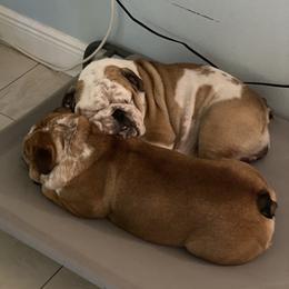 Gigi - Bulldog
