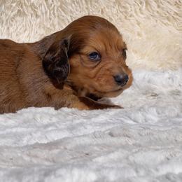 Aspen AKC by my - Red male Dachshund puppy in Fredricktown, Missouri from Ivy Cream Dachshunds