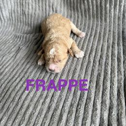 Frappe - Cream female Cavapoo puppy in Sherwood, Michigan from Patrick's Puppies