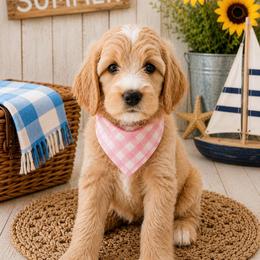 Cheer Bear - Apricot female Goldendoodle puppy in Rocky Point, North Carolina from CelticDoods