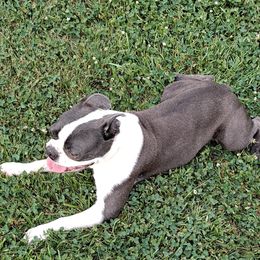 Gunner - Boston Terrier