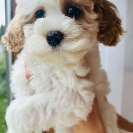 Rapunzel - Blenheim female Cavapoo puppy in Moses Lake, Washington from The Cav Family
