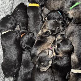 Miniature Schnauzer puppies from Great Northern Schnauzers