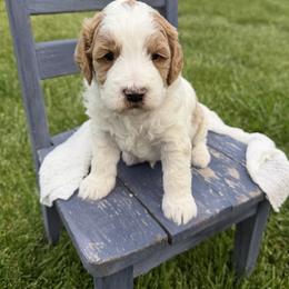Bowie - Parti male Goldendoodle puppy in Huntington, Utah from Krispydoodle
