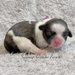 Brindle and White Female - Purple Collar - Brindle and white female Shih Tzu puppy in Crawfordsville, Indiana from Swaying Sycamore Farm