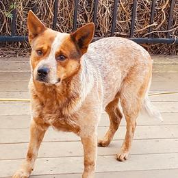 Banjo - Australian Cattle Dog