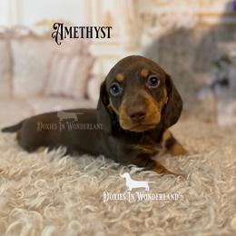Amythest - Chocolate and tan male Dachshund puppy in Rainier, Oregon from Doxies in Wonderland