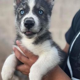 Siberian Huskies from Sandoval Az Husky