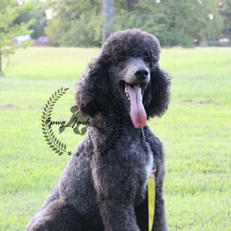 Jack - Poodle