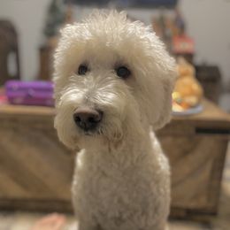 Lady - Goldendoodle
