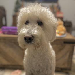 Lady - Goldendoodle