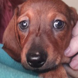 Dachshund Puppies from I DREAM OF DACHSHUNDS