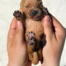 Boy 5 - Dark golden male Golden Retriever puppy in Plant City, Florida from All shades Golden