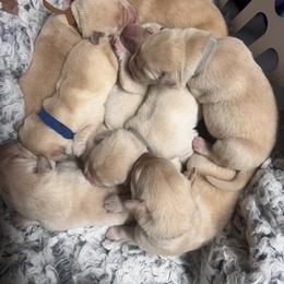 Orange - Yellow female Labrador Retriever puppy in Menomonee Falls, Wisconsin from Steppinstone Dog Training and Labradors/BC’s